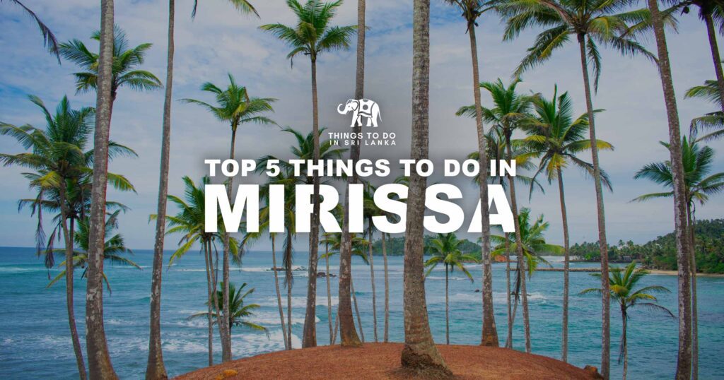 Top 5 Things To Do In Mirissa