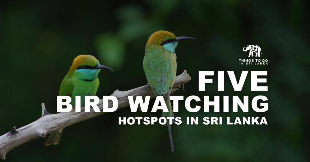 5 Bird Watching Hotspots In Sri Lanka
