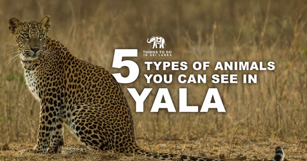5 Types Of Animals You Can See In Yala