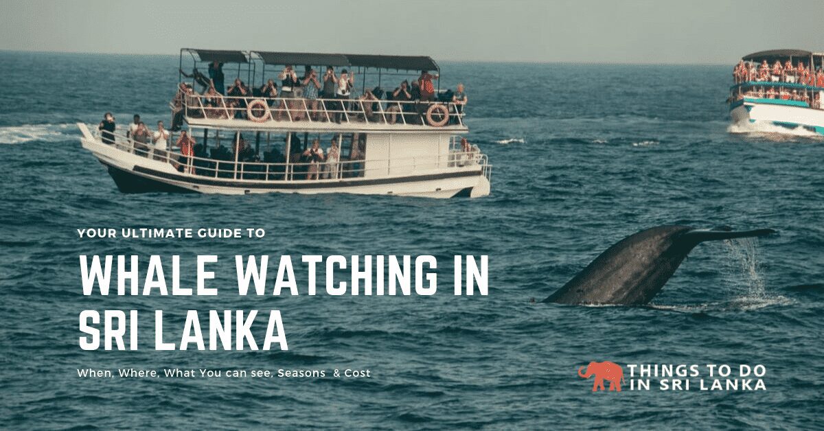 The Ultimate Guide to Whale Watching in Sri Lanka