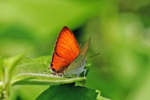 Butterflies In Ritigala