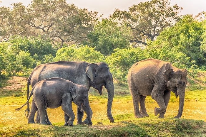 Elephant Family In Udawalawe