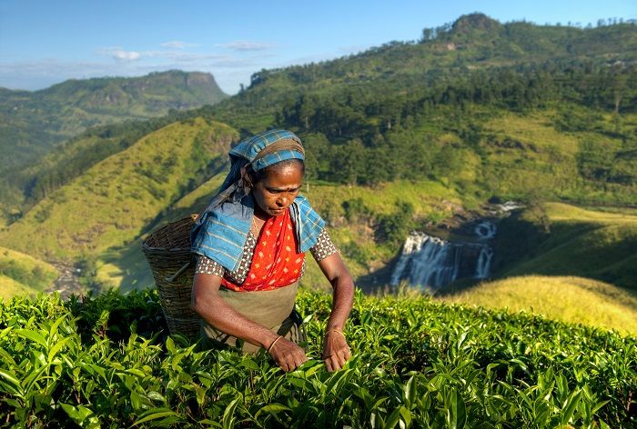 Indigenous Sri Lankan Tea Picker Picking Tea