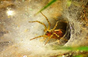 Spiders Species In Ritigala