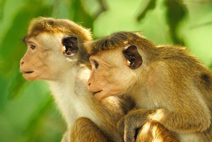 Toque Macaque Monkeys In Yala