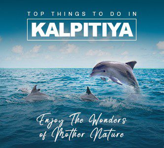 Kalpitiya Dolphin Watching