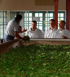 Halpewatte Tea Factory