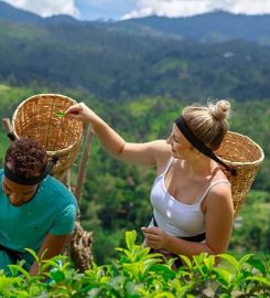 Halpewatte Tea Factory