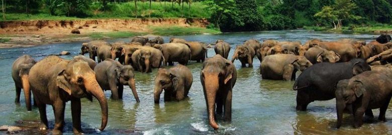 Pinnawala Elephant Orphanage